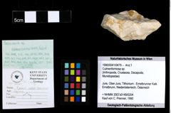 Foto (Objekt + Etiketten) von Culmenformosa sp. 